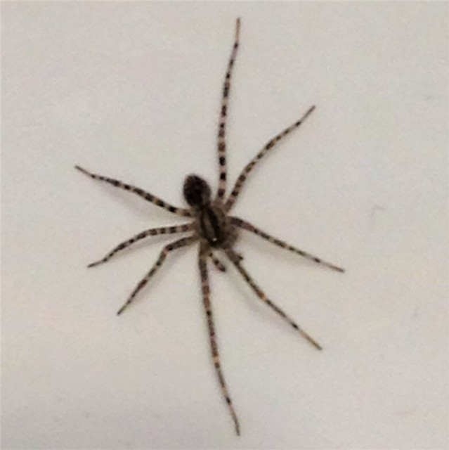 Tegenaria
