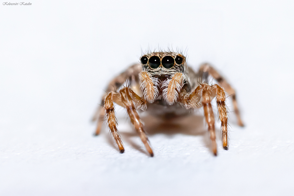 Pseudeuophrys lanigera - szobai ugrópók