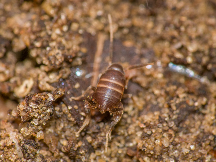 Myrmecophilus acervorum - közép-európai hangyásztücsök