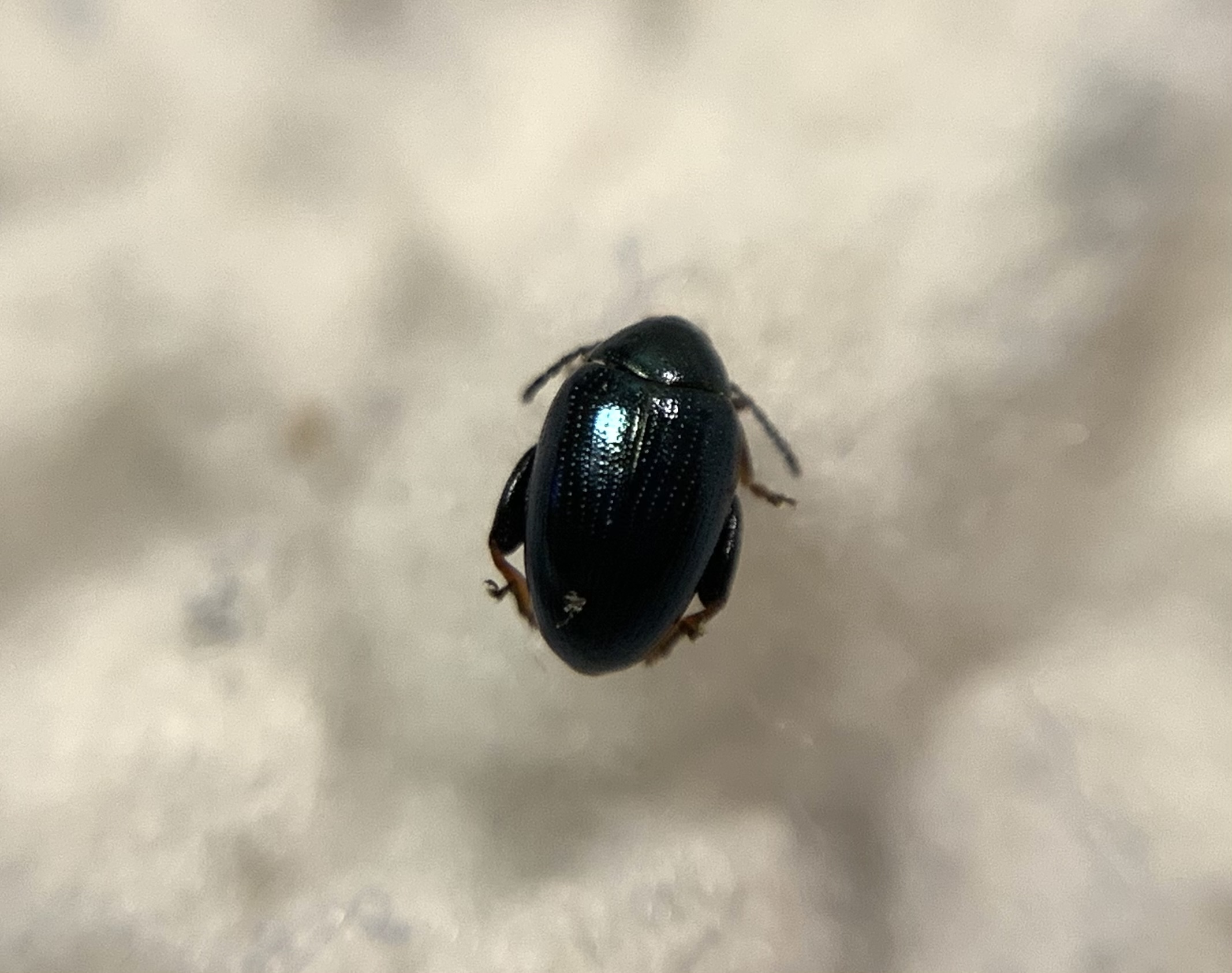 Psylliodes chalcomera - barnacombú bogáncs-földibolha