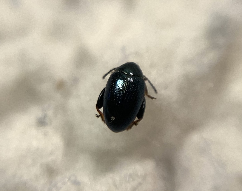 Psylliodes chalcomera - barnacombú bogáncs-földibolha