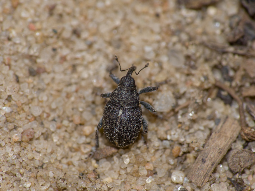 Glocianus pilosellus - szőrös gömbdedormányos