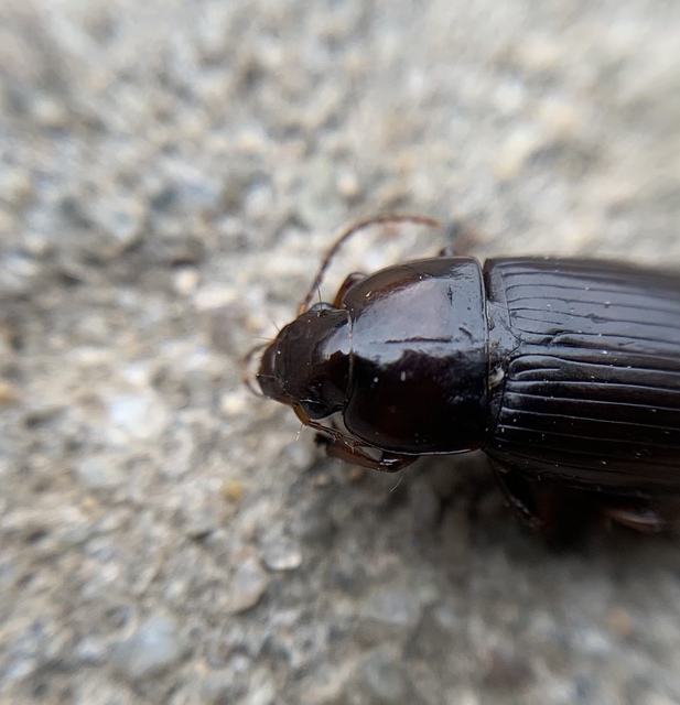 Harpalus serripes - fekete lomhafutó
