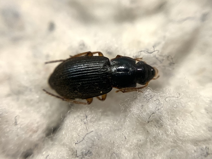 Parophonus dejeani - feketés molyhosfutó