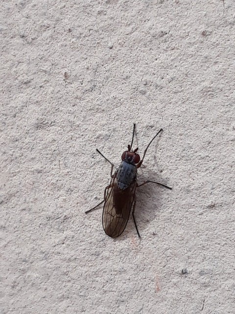 Heleomyzidae - tüskésszárnyú legyek