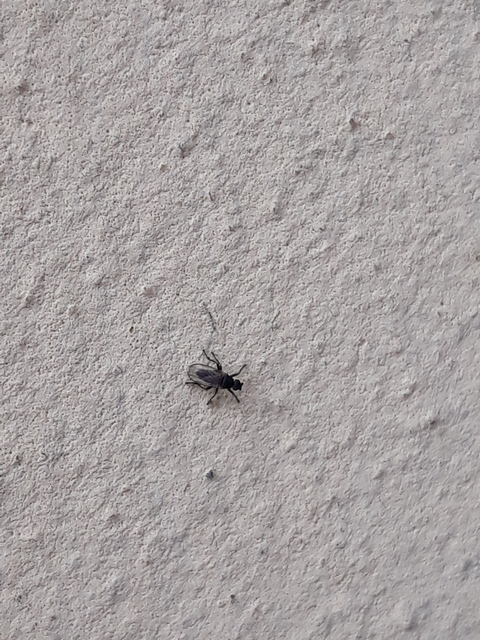 Sphaeroceridae - trágyalegyek