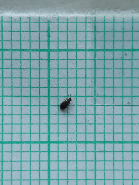 Latridiidae - pudvabogárfélék Latridiidae - pudvabogárfélék