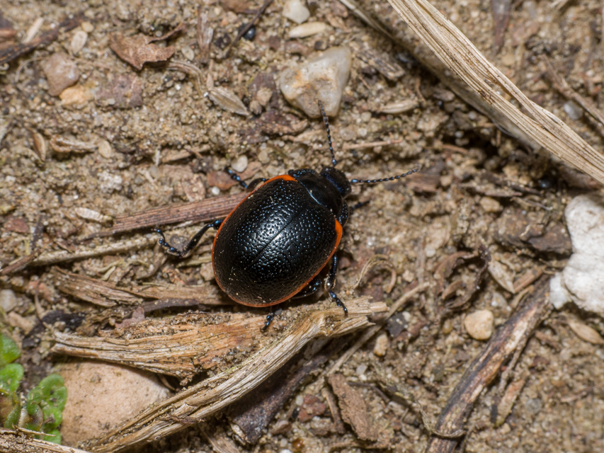 Chrysolina kuesteri - ráncos szegélyeslevelész