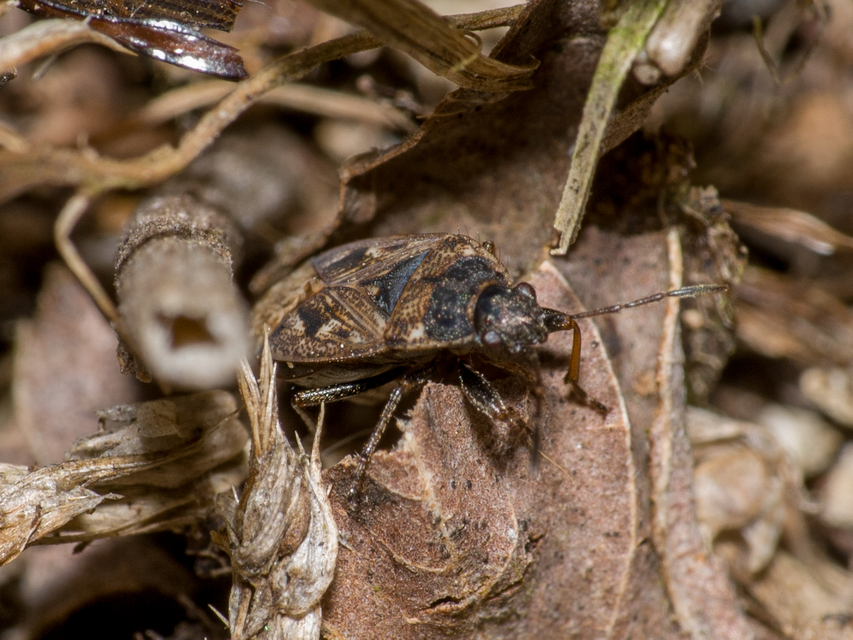 Sphragisticus nebulosus - foltos bodobács