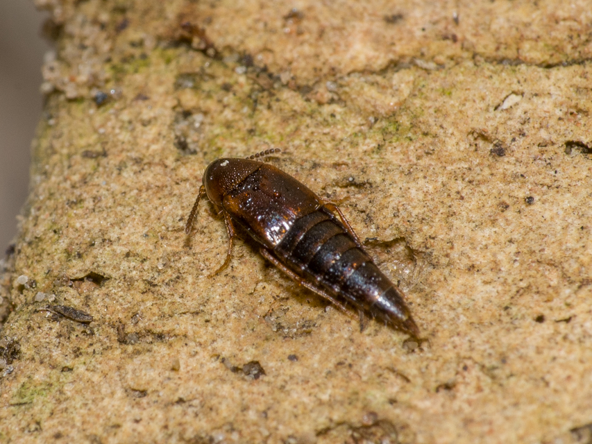 Mycetoporus rufescens - vöröses gombászholyva Mycetoporus rufescens - vöröses gombászholyva