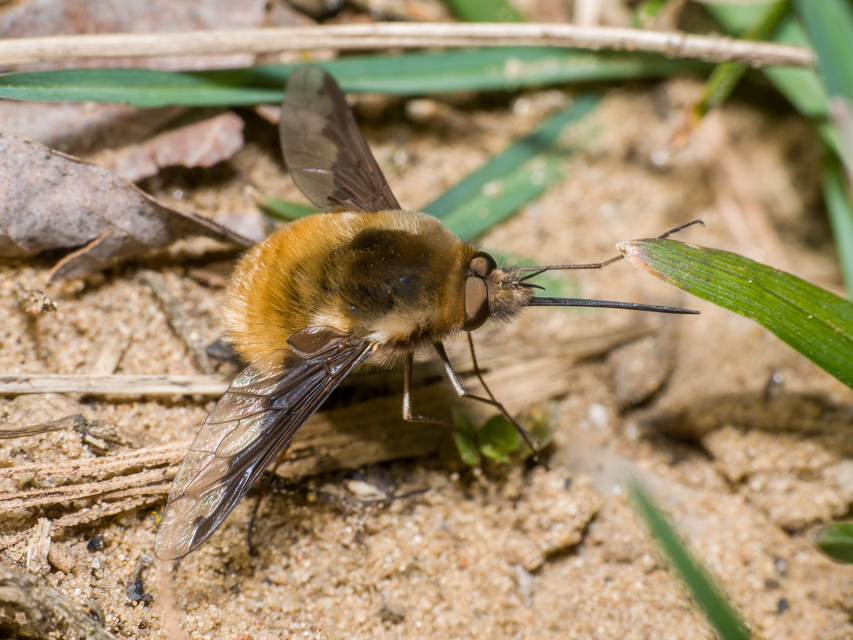 Bombylius major - szegélyes pöszörlégy