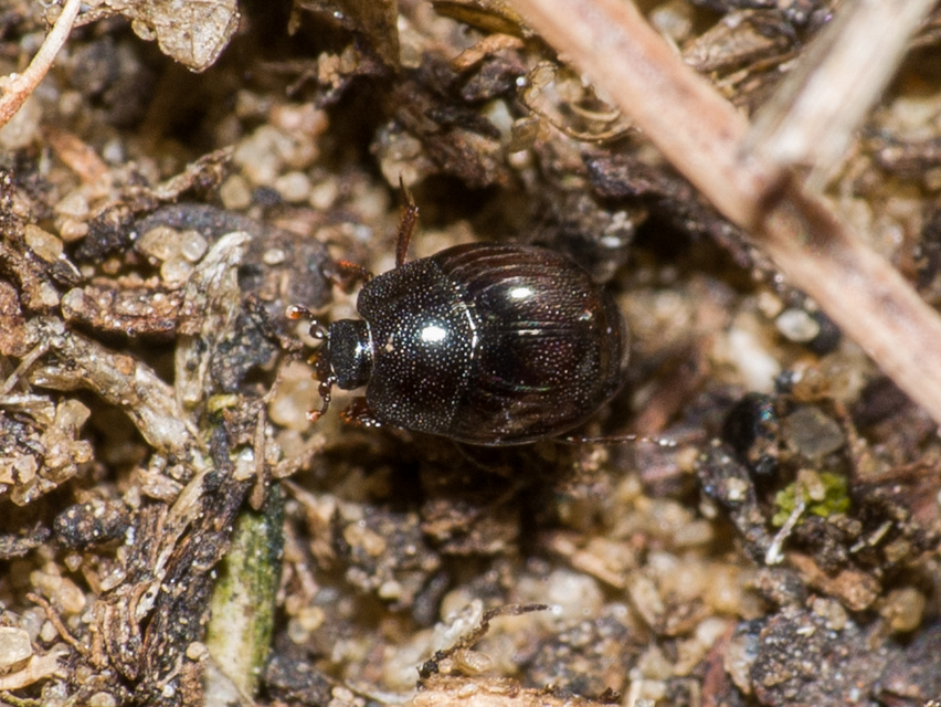 Hypocaccus hungaricus