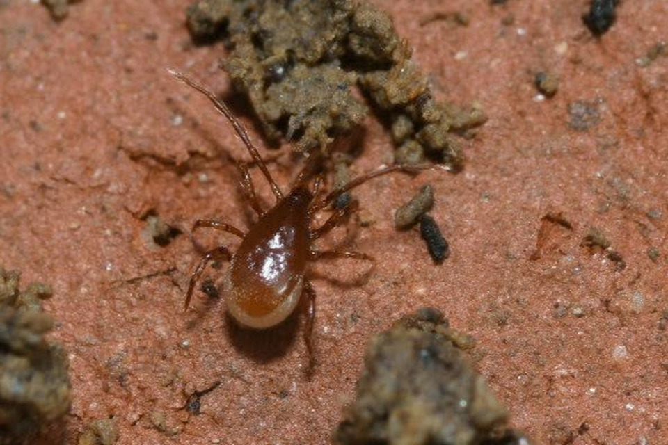 Parasitidae