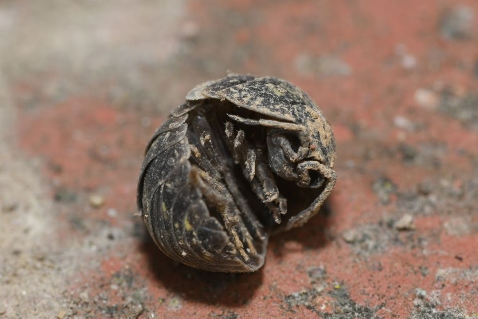Armadillidium