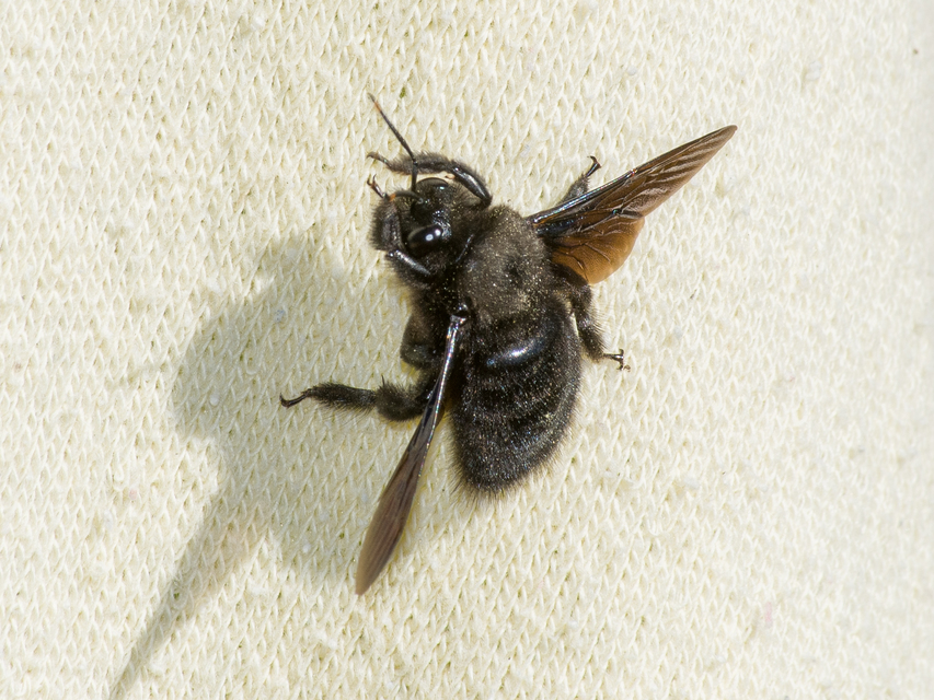 Xylocopa violacea - kék fadongó