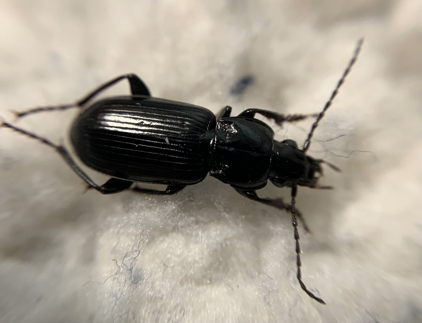 Pterostichus anthracinus - fekete gyászfutó