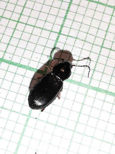 Pterostichus ovoideus - laposszemű gyászfutó
