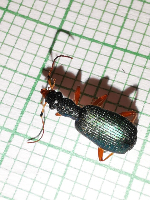 Drypta dentata - atlaszfutó