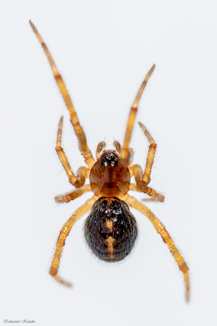 Steatoda bipunctata - kétpettyes faggyúpók