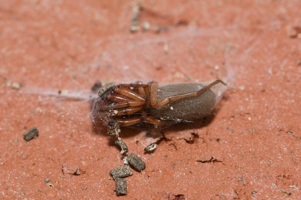 Dysderidae - fojtópókok
