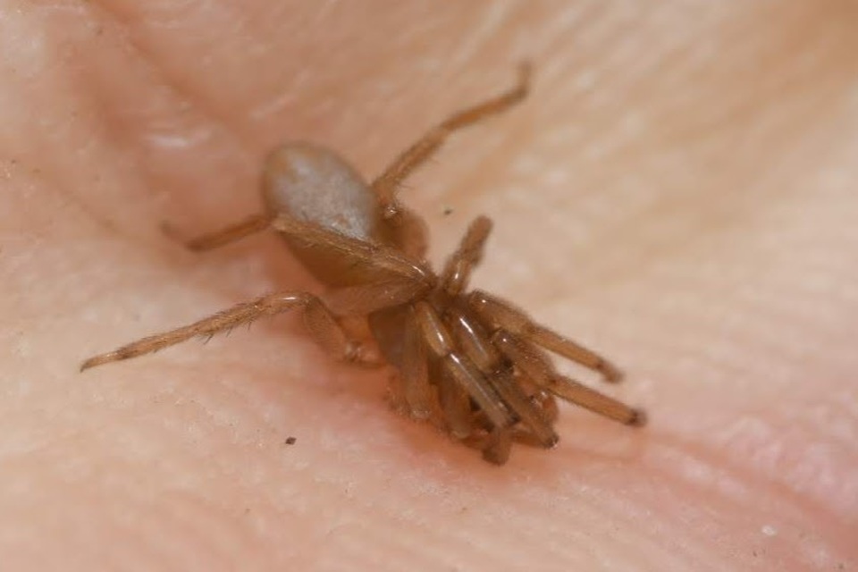Dysderidae - fojtópókok