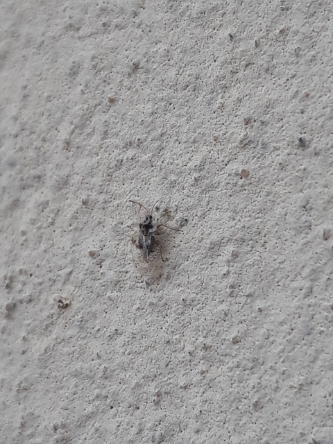 Corythucha arcuata - tölgy-csipkéspoloska