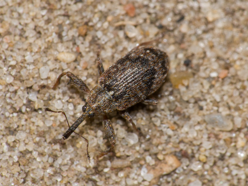 Anthonomus pomorum - alma-bimbólikasztó Anthonomus pomorum - alma-bimbólikasztó