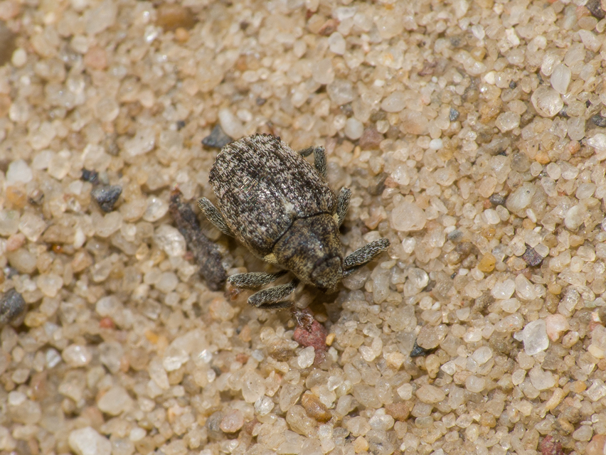 Ceutorhynchus pallidactylus - szőrös repce-ceutormányos