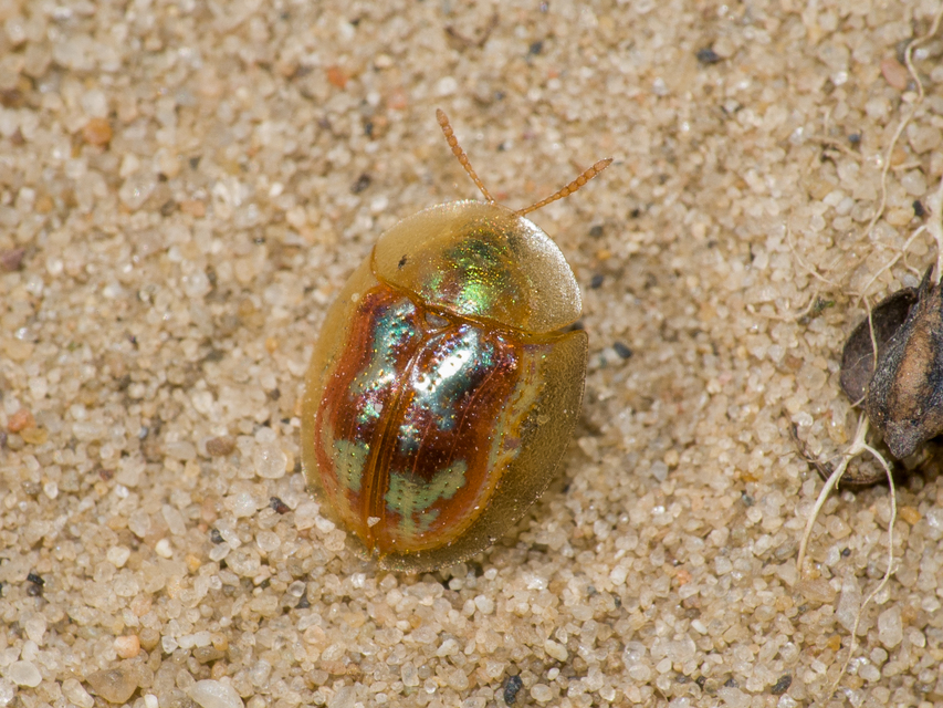 Cassida subreticulata - aranyfényű pajzsbogár Cassida subreticulata - aranyfényű pajzsbogár