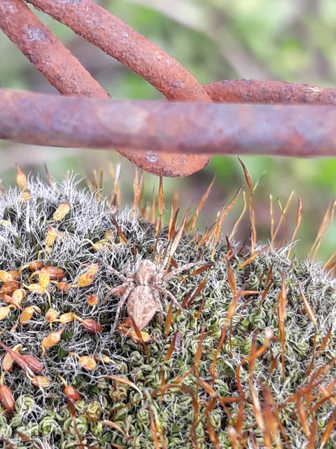 Oxyopes heterophthalmus - homoki hiúzpók