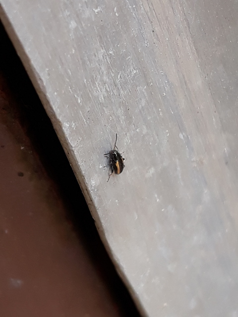 Phyllotreta