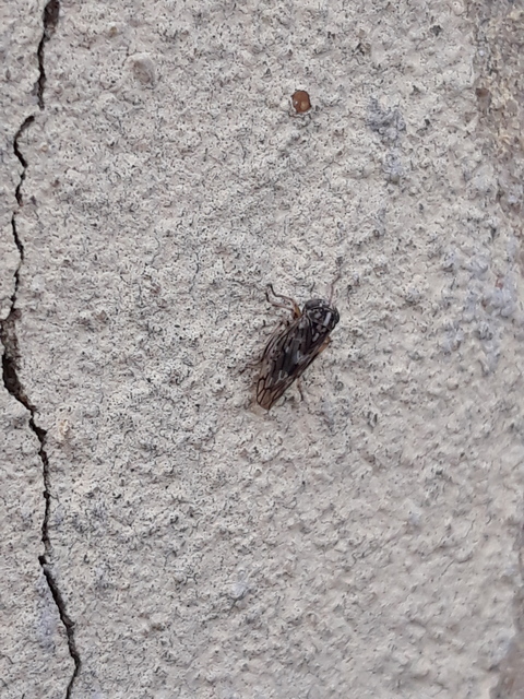 Stenidiocerus poecilus