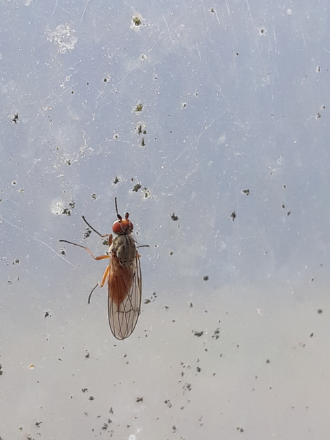 Heleomyzidae - tüskésszárnyú legyek