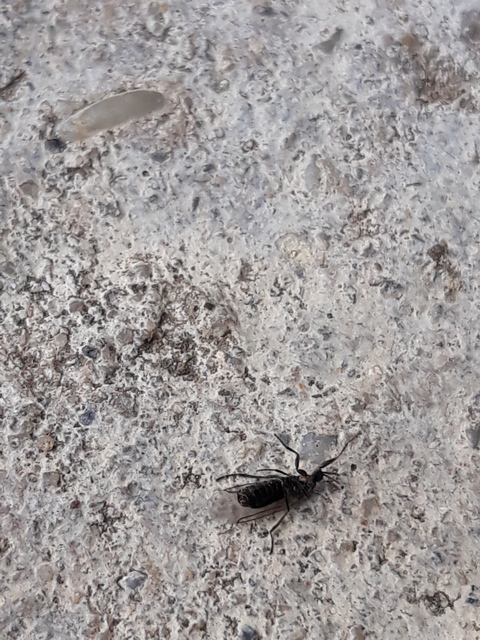 Scatopsidae - lapospotrohú muslicák