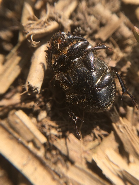Onthophagus fracticornis - bronzos trágyatúró