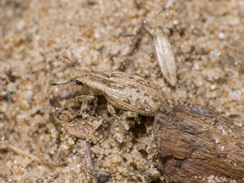 Sitona macularius - borsó-csipkézőbogár