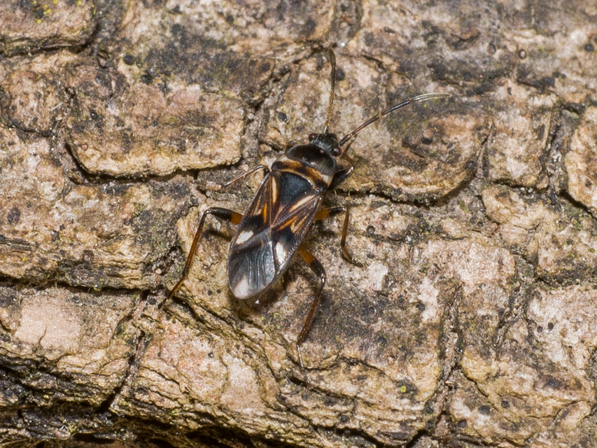 Raglius alboacuminatus - tarka díszesbodobács