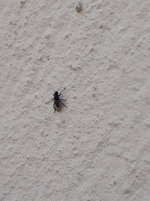 Sphaeroceridae - trágyalegyek