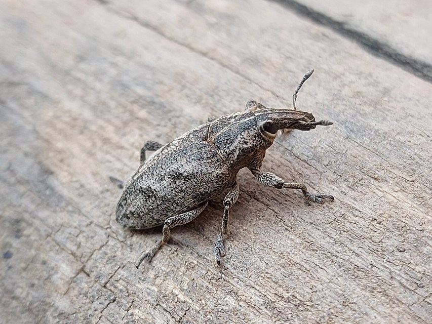 Cleonis pigra - közönséges bogáncsbarkó