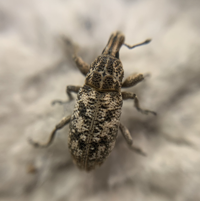 Cyphocleonus dealbatus - márványos barkó