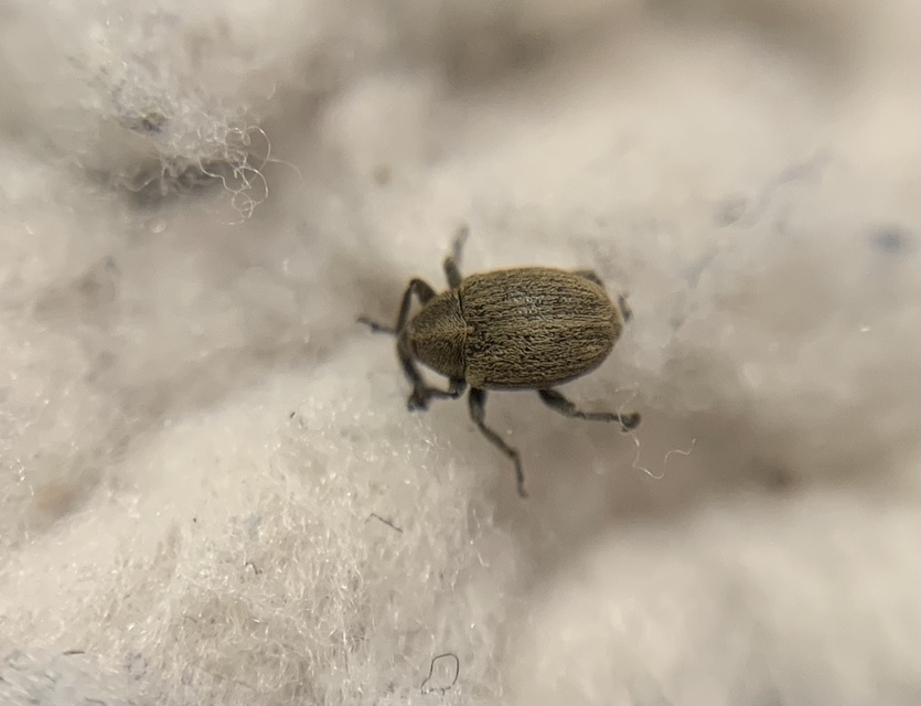 Sibinia pellucens - mécsvirágormányos