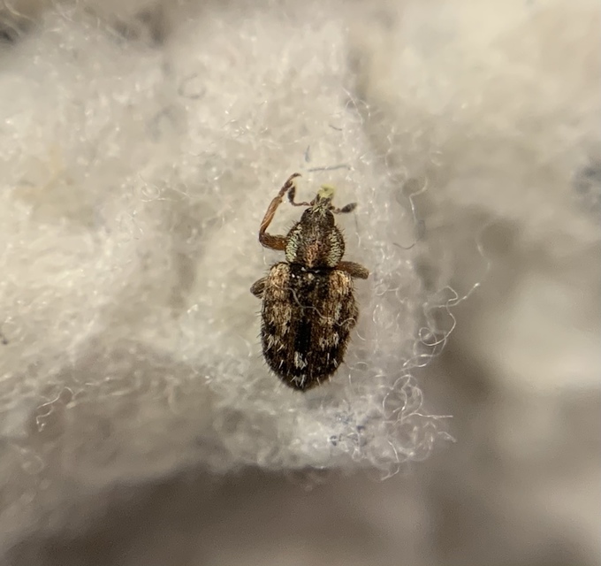 Limobius borealis - szőrös gólyaorrormányos