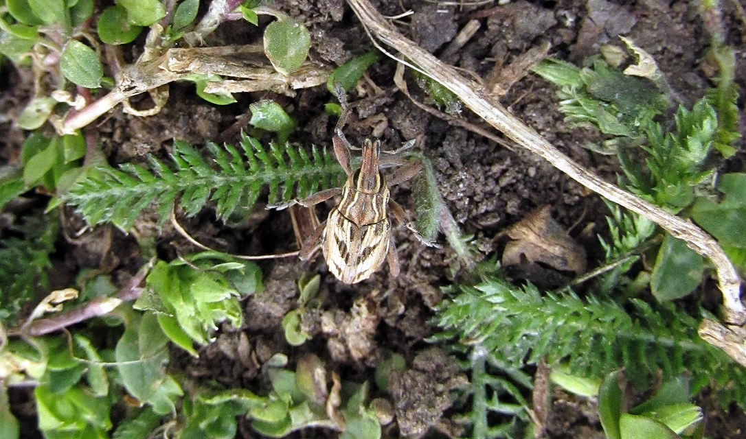 Coniocleonus nigrosuturatus - nyíljegyes barkó