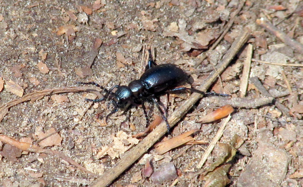 Meloe violaceus - kék nünüke