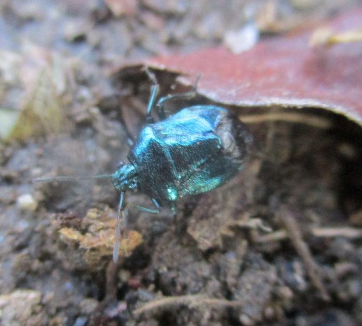 Zicrona caerulea - acélkék poloska Zicrona caerulea - acélkék poloska