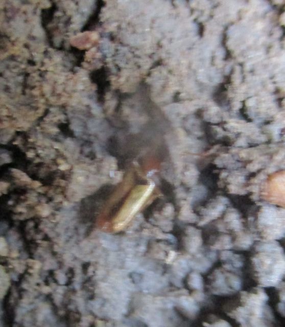 Demetrias atricapillus - buzogányfoltos nádfutó