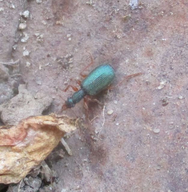 Drypta dentata - atlaszfutó