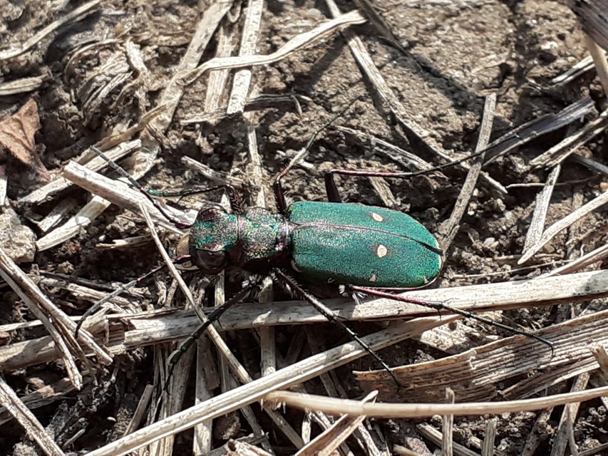 Cicindela campestris - mezei homokfutrinka
