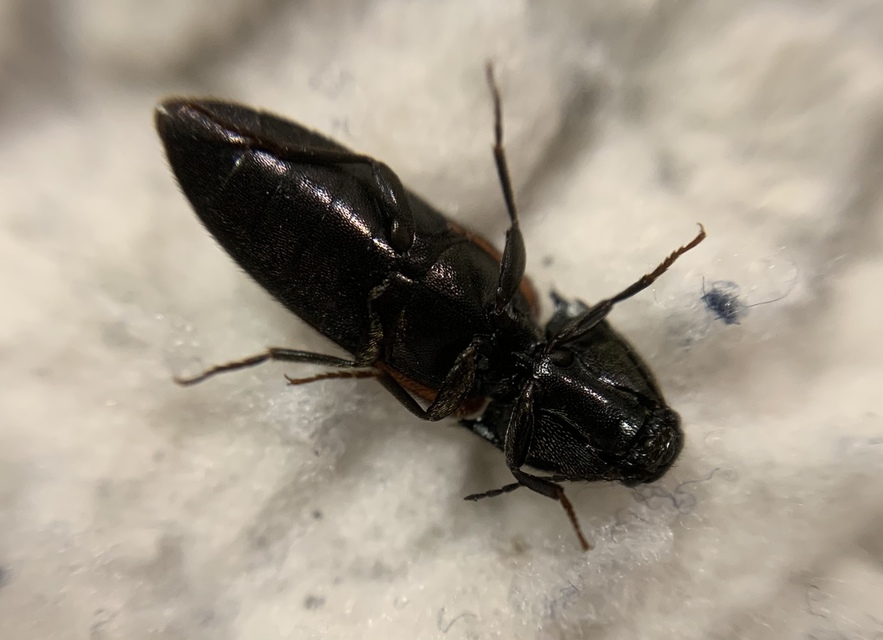 Ampedus pomorum - rozsdás pattanó