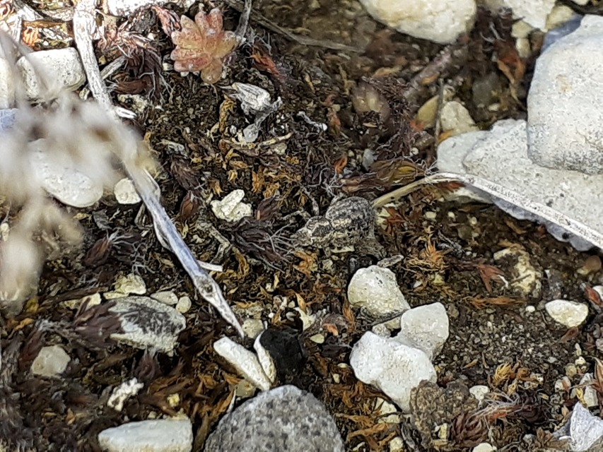 Cycloderes pilosulus - pikkelyeslábú ormányos